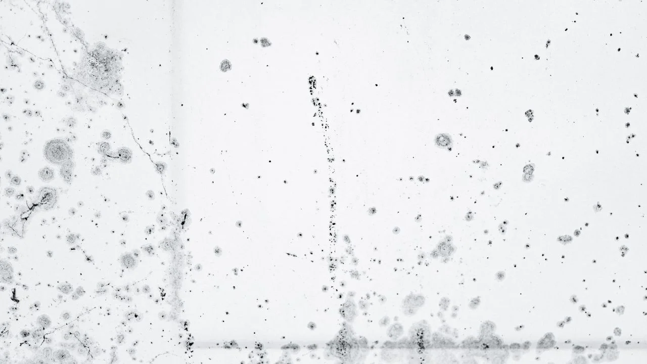 Black Mould: The Complete UK Guide to Identifying, Removing & Preventing It