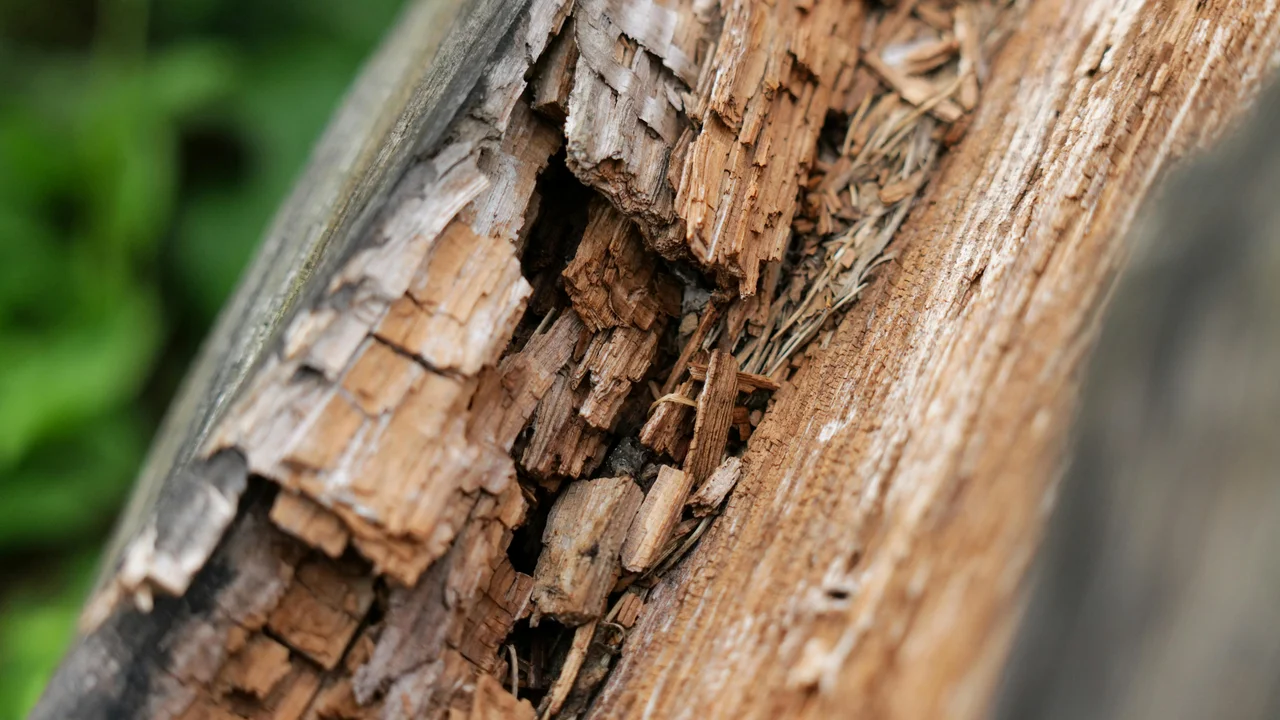 Wet rot damage on timber floor joists, structural decay from prolonged damp